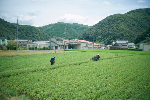 2026年の藍の収穫を終えて